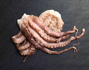 supplier telur jakarta